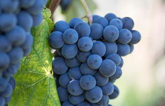 Agriturismo Albarossa - Foto 49