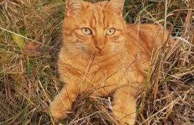 Ferienhof beim Bohlar - Geiselstein - Foto 23