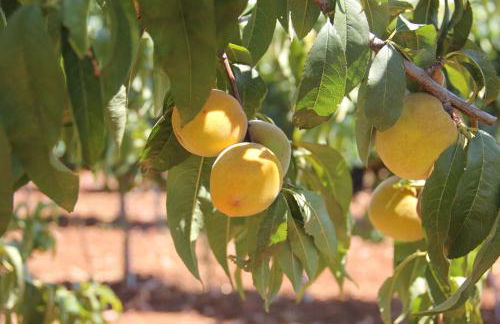 Agriturismo Agrifoglio - Foto 22