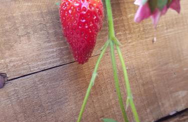 Willa Różana - Foto 29