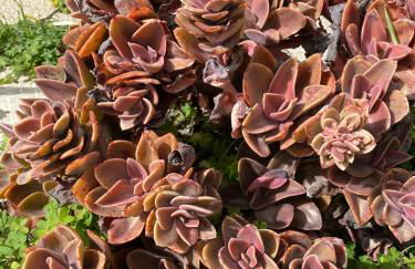 Casa Corofulu Oliena - IUN P2139 - Foto 10