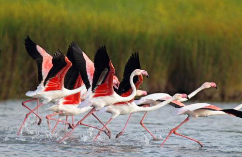 Gaea Gardens Studios - Foto 17