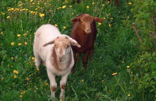 Holiday Home mit Meerblick - direkt an der Ostsee by Interhome - Foto 15