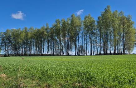 Domek Adam - Jacuzzi dodatkowo płatne - Foto 49
