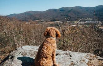 Japandi - Scandinavian Retreat, Mountain View, and 20 Minutes to Asheville - Foto 26