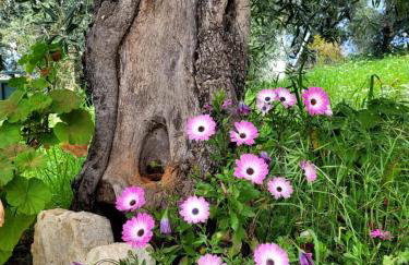 Gelbes Haus Korfu - Foto 9