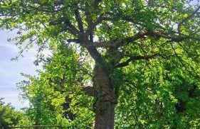 Spreewälder Schwalbenhof - Ferienhaus "Schwalbennest" - Foto 19