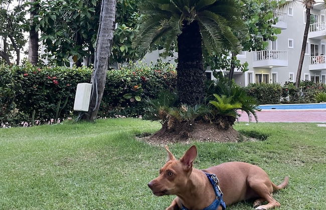 Sol Caribe apartahotel Punta Cana - Photo 53