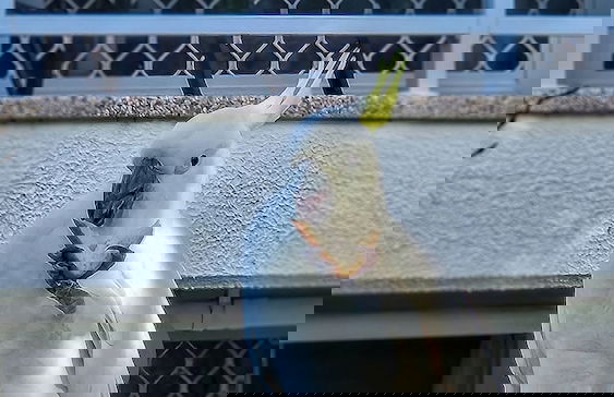 Copacabana Shores - Foto 48