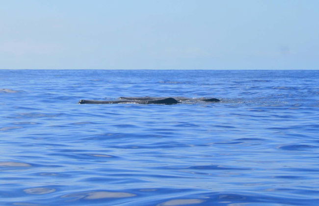 Whale & Dolphin Watching Cruise - Photo 6