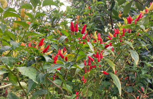 Comfort Nest - Foto 39