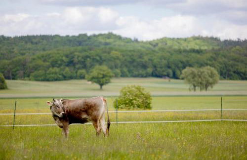 Ferienbauernhof Ohr - Foto 14