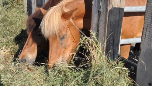 Ferienwohnung Lisa 95qm, angenehm ruhig - Foto 2