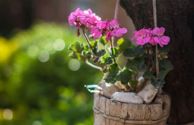 Garden Apart - Foto 28