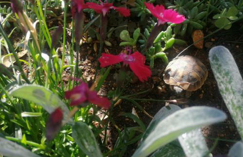 Apartments Lanterna Ražanac - Foto 44