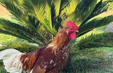 Pousada Renaissance Chalés - Foto 61