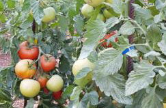 Finca Sa Cova de Mallorca - Foto 58