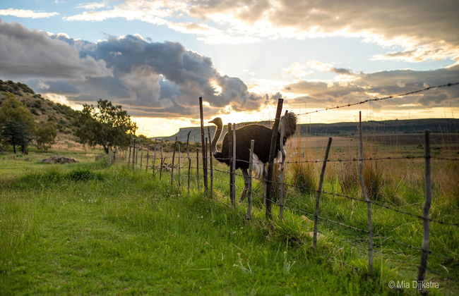 Springwater Cottages - Photo 46