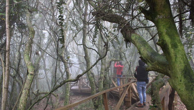 Caminando por el Bosque Fray Jorge