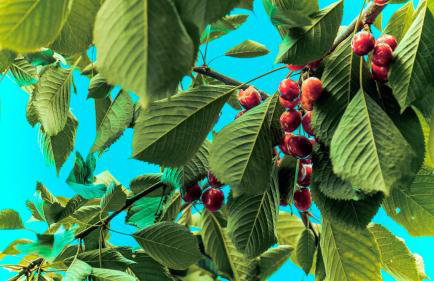 Chata na końcu świata - Foto 23