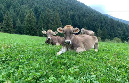 Pink Grumello - Foto 17