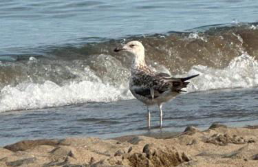 Paralelo al mar - Photo 23