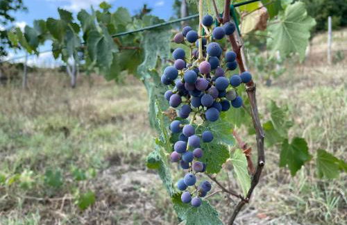 Casa Tincana - Foto 29