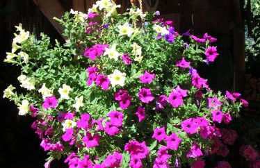 Mountain Village Hasenegg - Foto 24