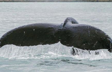 Sluice Box - Affordable, Convenient, and near Mendenhall Glacier- DISCOUNTS ON TOURS! - Foto 17