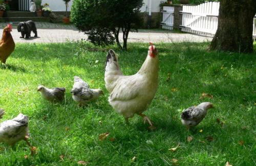 Apartment in a Wooded Area on Lake Faak - Foto 64