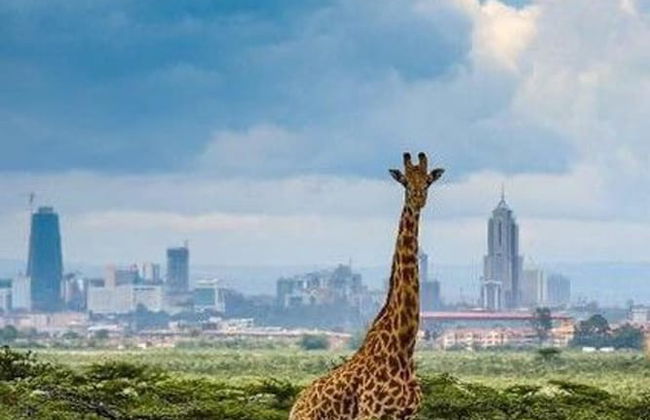 The Studio Nairobi 5 Luxury - Foto 15