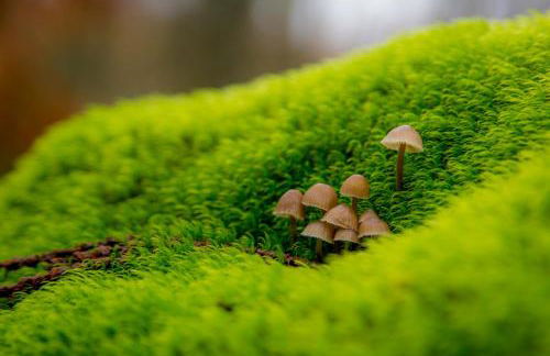 Casas Rurales Acebuche en Valle del Ambroz - Foto 19