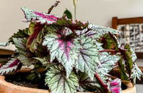 Pousada dos Sonhos - MP - Foto 68