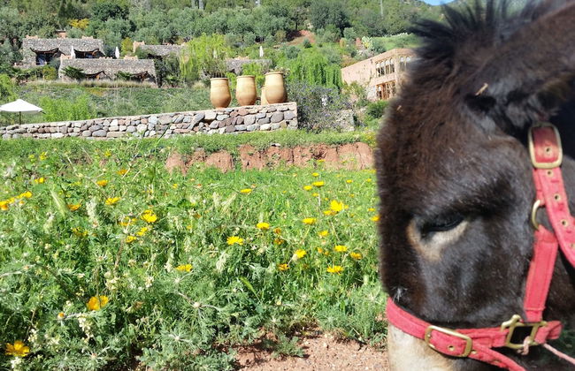 Kasbah Africa - Foto 66