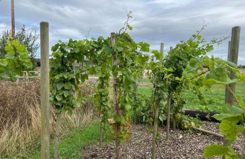 Starlight Shepherd Hut - Foto 14