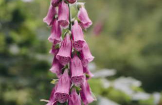 Hochburger 21 - Foto 10