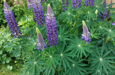 The Old Mill Cottage - Foto 44