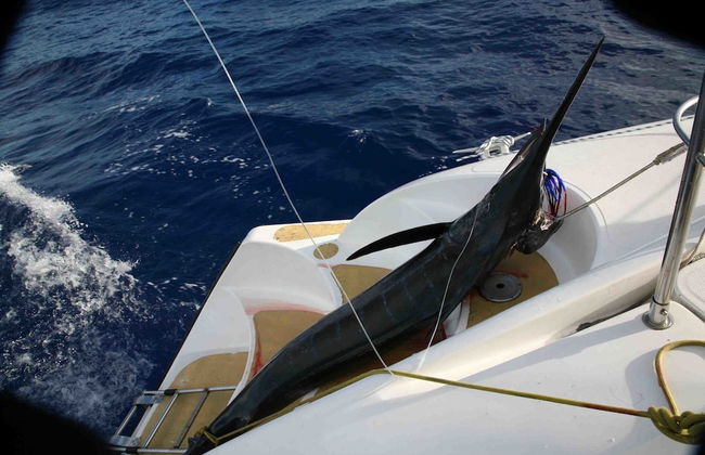 Tahiti Sail and Dive - Foto 20