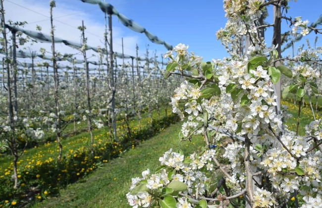 Holiday Apartment Flurgarten - Foto 14