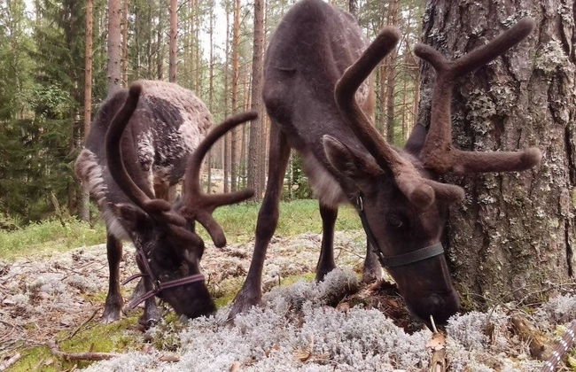 Shishki na Lampushke - Bavarsky Khutor - Foto 16
