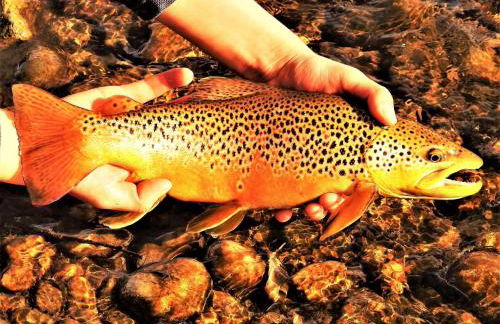 Top Property, Fishermen, Pool Passes, One Minute To The Hot Springs, Location Perfect & Amenity Rich, Pup Friendly, Discover An Exceptional Wyoming Stay, Thermopolis River Walk Home at Hot Springs State Park, 'Where Families and Fisherman Stay' - Foto 52