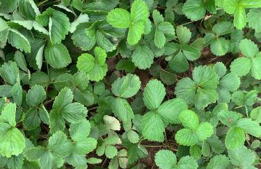 Large house with pool, barbecue and garden - Foto 30