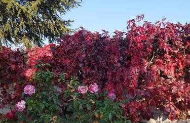 My Flowers - Foto 43