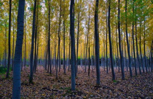 El Paraíso Del Rey - Foto 56