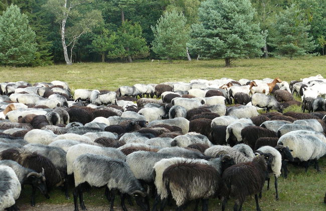 Cozy Holiday Home in Wietzendorf near Forest - Foto 15