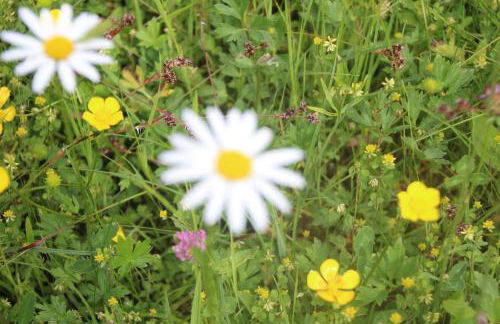 Ferienhaus "Allgäu" - Foto 25