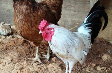 Cabanas - Sítio Refúgio do Barro Branco - Foto 35