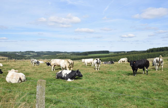 Holiday Home in Bastogne With Sauna & Bubble Bath - Foto 25