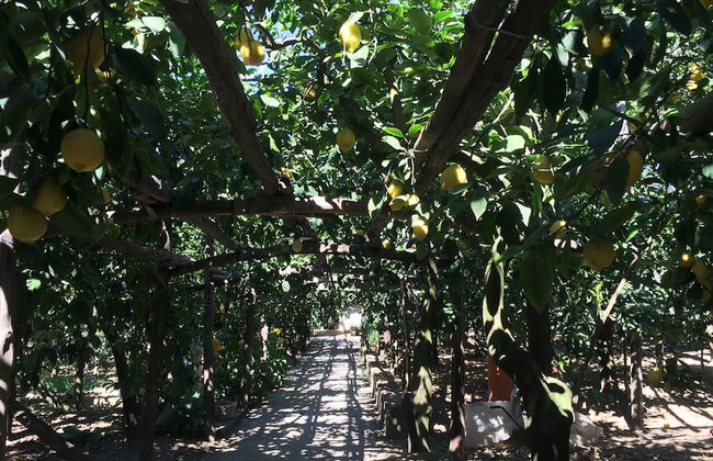 Agriturismo Il Giardino di Vigliano - Foto 47