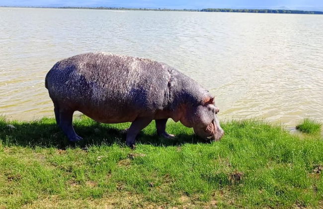 Amanya 2 Rooms Girraffe Family Tent - Foto 10